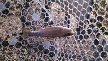 フィッシングエリア帝釈 釣果