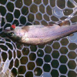 フィッシングエリア帝釈 釣果