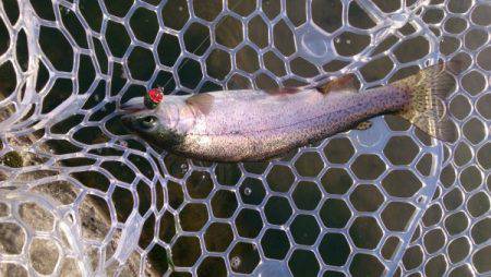 フィッシングエリア帝釈 釣果