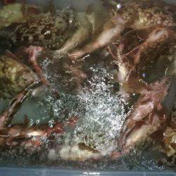 釣り船武蔵 釣果