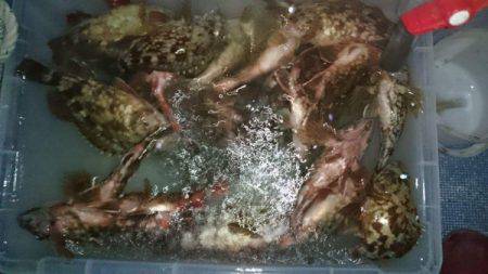 釣り船武蔵 釣果