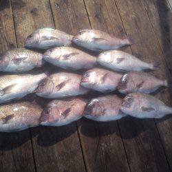 由良海上釣り堀 海人 釣果