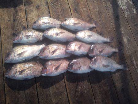 由良海上釣り堀 海人 釣果