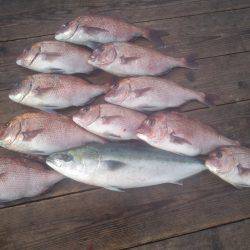 由良海上釣り堀 海人 釣果