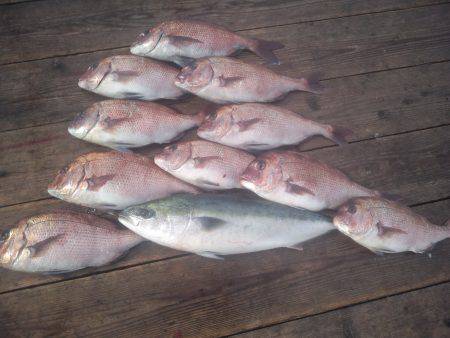 由良海上釣り堀 海人 釣果