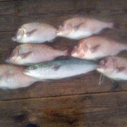 由良海上釣り堀 海人 釣果