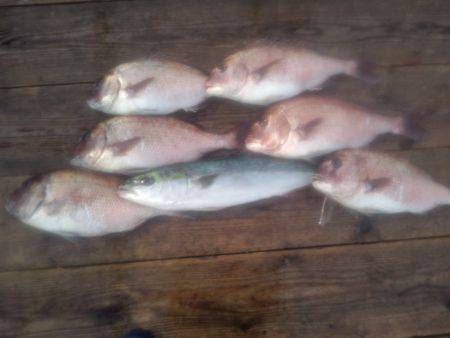 由良海上釣り堀 海人 釣果