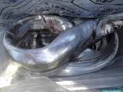 おおせき丸 釣果