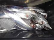 おおせき丸 釣果