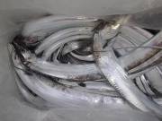 おおせき丸 釣果