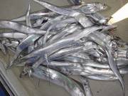 おおせき丸 釣果