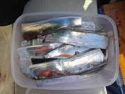 おおせき丸 釣果