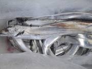 おおせき丸 釣果