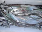 おおせき丸 釣果