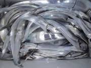 おおせき丸 釣果