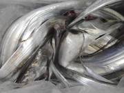 おおせき丸 釣果