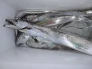 おおせき丸 釣果