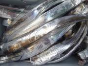 おおせき丸 釣果