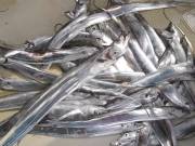 おおせき丸 釣果