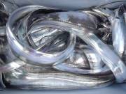 おおせき丸 釣果