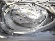 おおせき丸 釣果