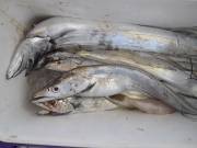 おおせき丸 釣果