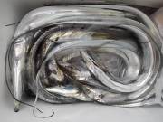 おおせき丸 釣果