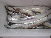 おおせき丸 釣果