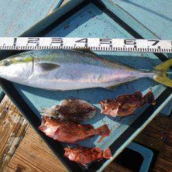 磯部釣船 直栄丸 釣果