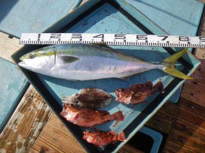 磯部釣船 直栄丸 釣果