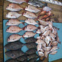 磯部釣船 直栄丸 釣果