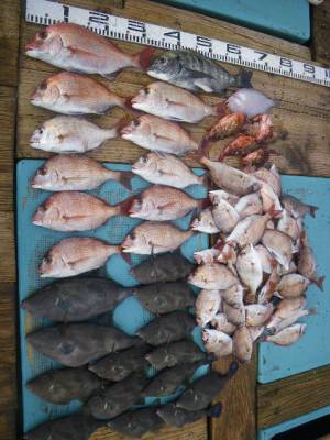 磯部釣船 直栄丸 釣果