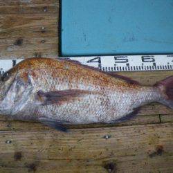 磯部釣船 直栄丸 釣果