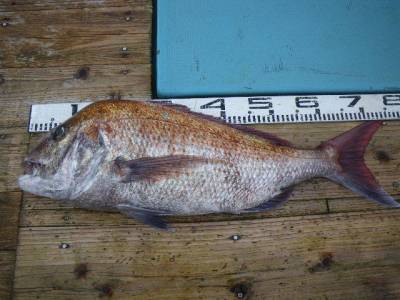 磯部釣船 直栄丸 釣果