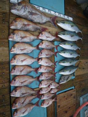 磯部釣船 直栄丸 釣果