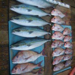 磯部釣船 直栄丸 釣果
