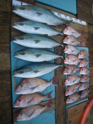 磯部釣船 直栄丸 釣果