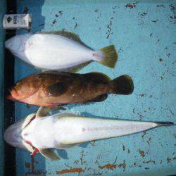 磯部釣船 直栄丸 釣果