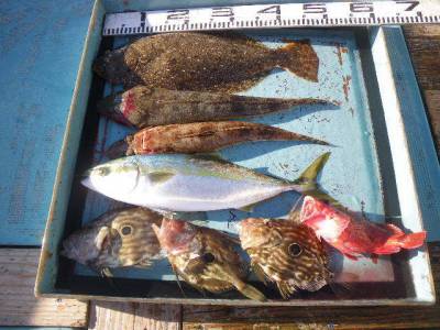 磯部釣船 直栄丸 釣果