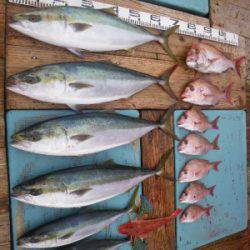 磯部釣船 直栄丸 釣果