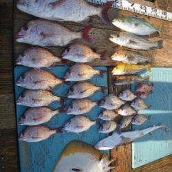 磯部釣船 直栄丸 釣果