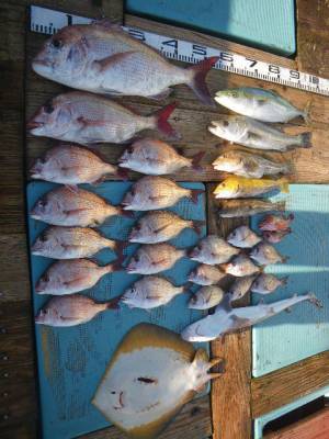 磯部釣船 直栄丸 釣果