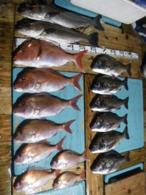 磯部釣船 直栄丸 釣果