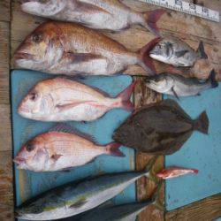 磯部釣船 直栄丸 釣果