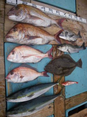 磯部釣船 直栄丸 釣果