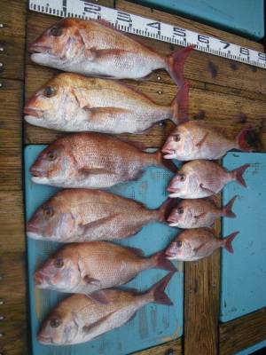 磯部釣船 直栄丸 釣果