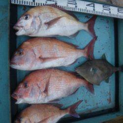 磯部釣船 直栄丸 釣果