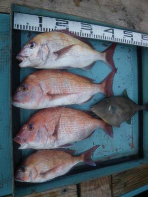 磯部釣船 直栄丸 釣果