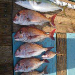 磯部釣船 直栄丸 釣果