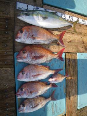 磯部釣船 直栄丸 釣果